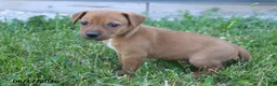Mixed Breed dogs for sale: Tanner - Ad 2