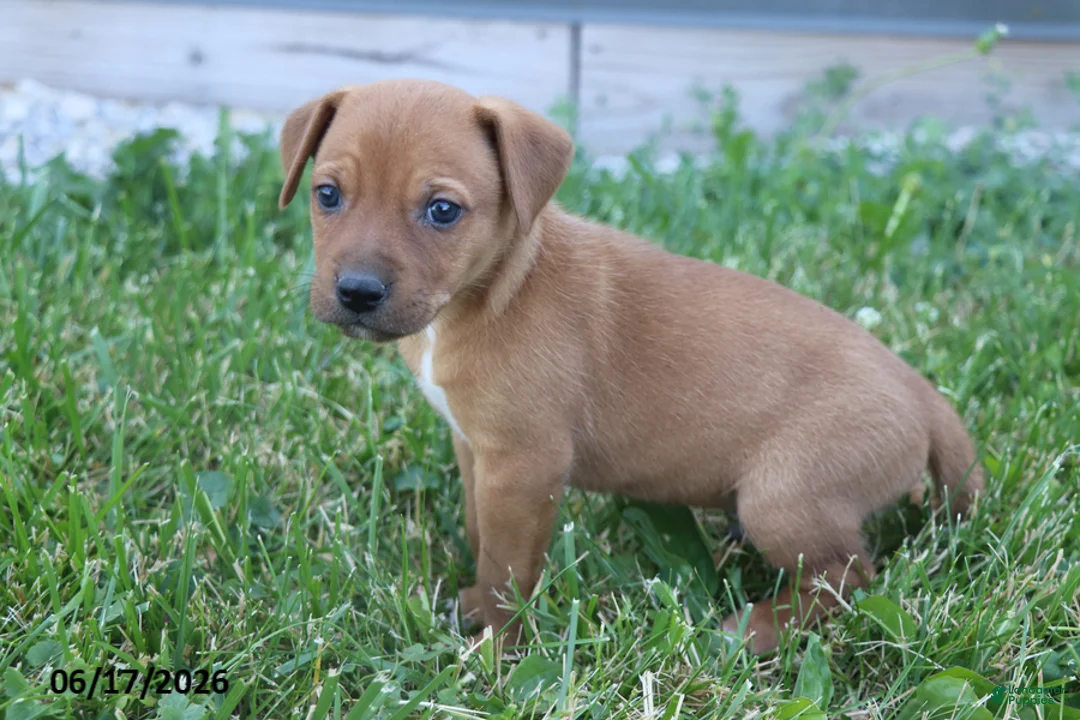 Mixed Breed dogs for sale: Tanner - Ad 2