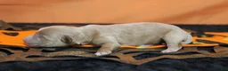 Havapoo dogs for sale: Athos  - Ad 5