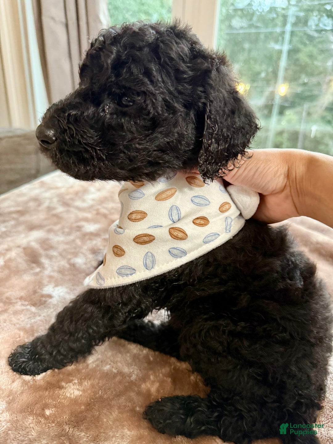 Standard Poodle dogs for sale: Standard Poodle Puppy 3 - Ad 3