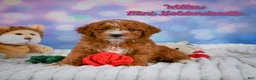 Mini Goldendoodle dogs for sale: Willow - Ad 1