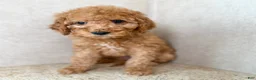Goldendoodle dogs for sale: Martha  - Ad 12