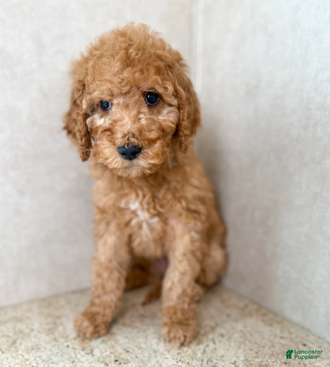 Goldendoodle dogs for sale: Martha  - Ad 12