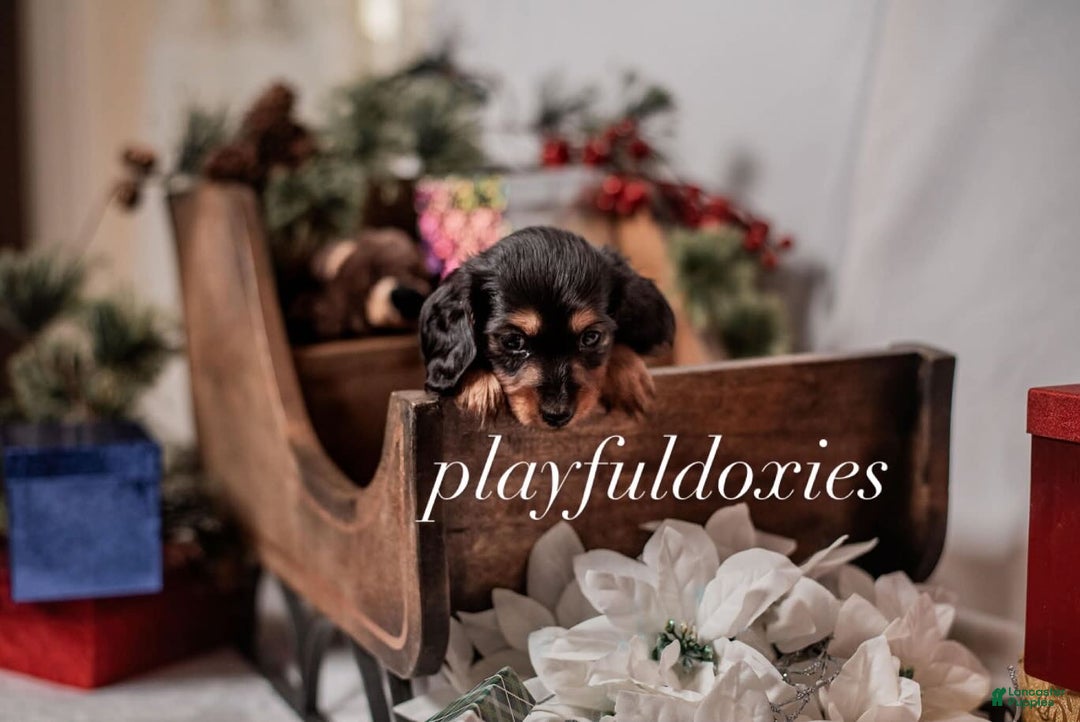 Miniature Dachshund dogs for sale: Purple Collar Black & Tan Dachshund Puppy  - Ad 6