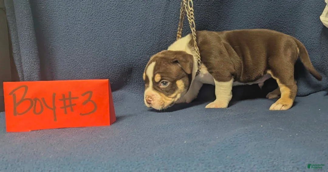 American Bully dogs for sale: American Bully 3 - Ad 2