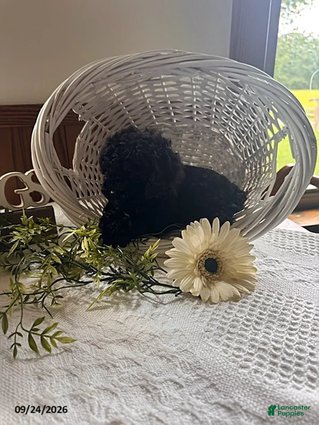Toy Poodle dogs for sale: Tucker - Ad 1