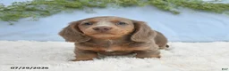 Miniature Dachshund dogs for sale: Tyler - Ad 5