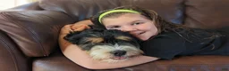 Mini Bernedoodle dogs for sale: Percy - Ad 9
