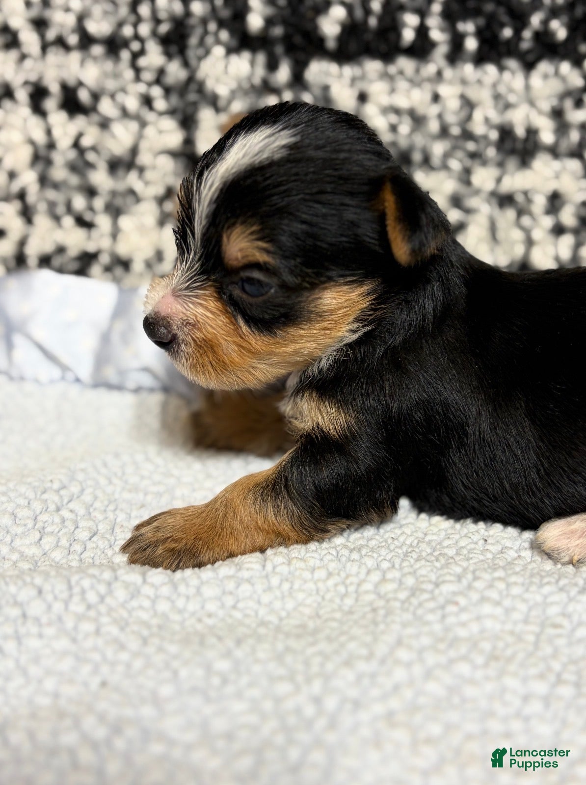 Yorkshire Terrier dogs Yorkshire Terrier 3 - Ad 2