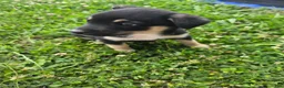 Mixed Breed dogs for sale: Mj - Ad 11