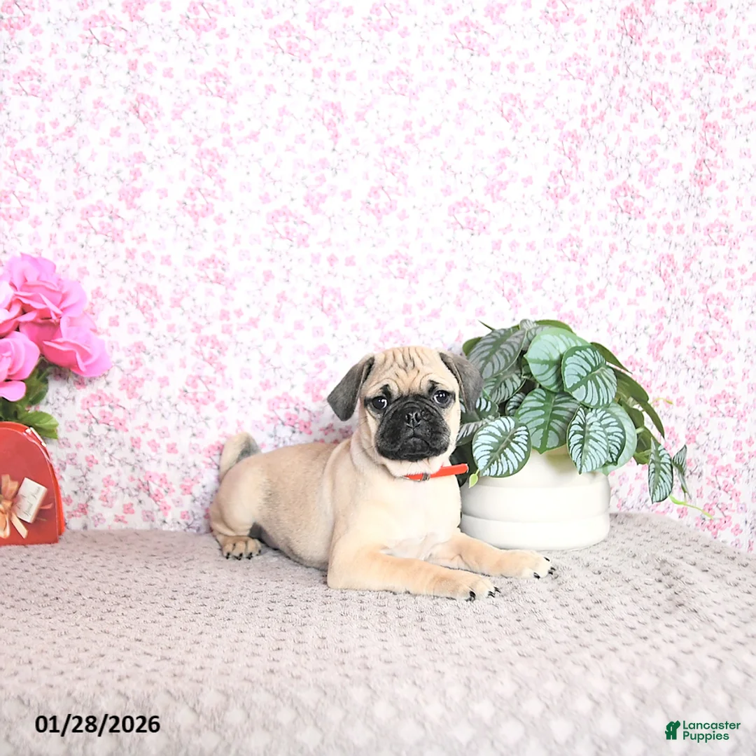 Pug dogs for sale: Lulu - Ad 5
