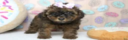 Cavapoo dogs for sale: Ella - Ad 6