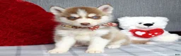 Siberian Husky dogs for sale: Cupid  - Ad 7