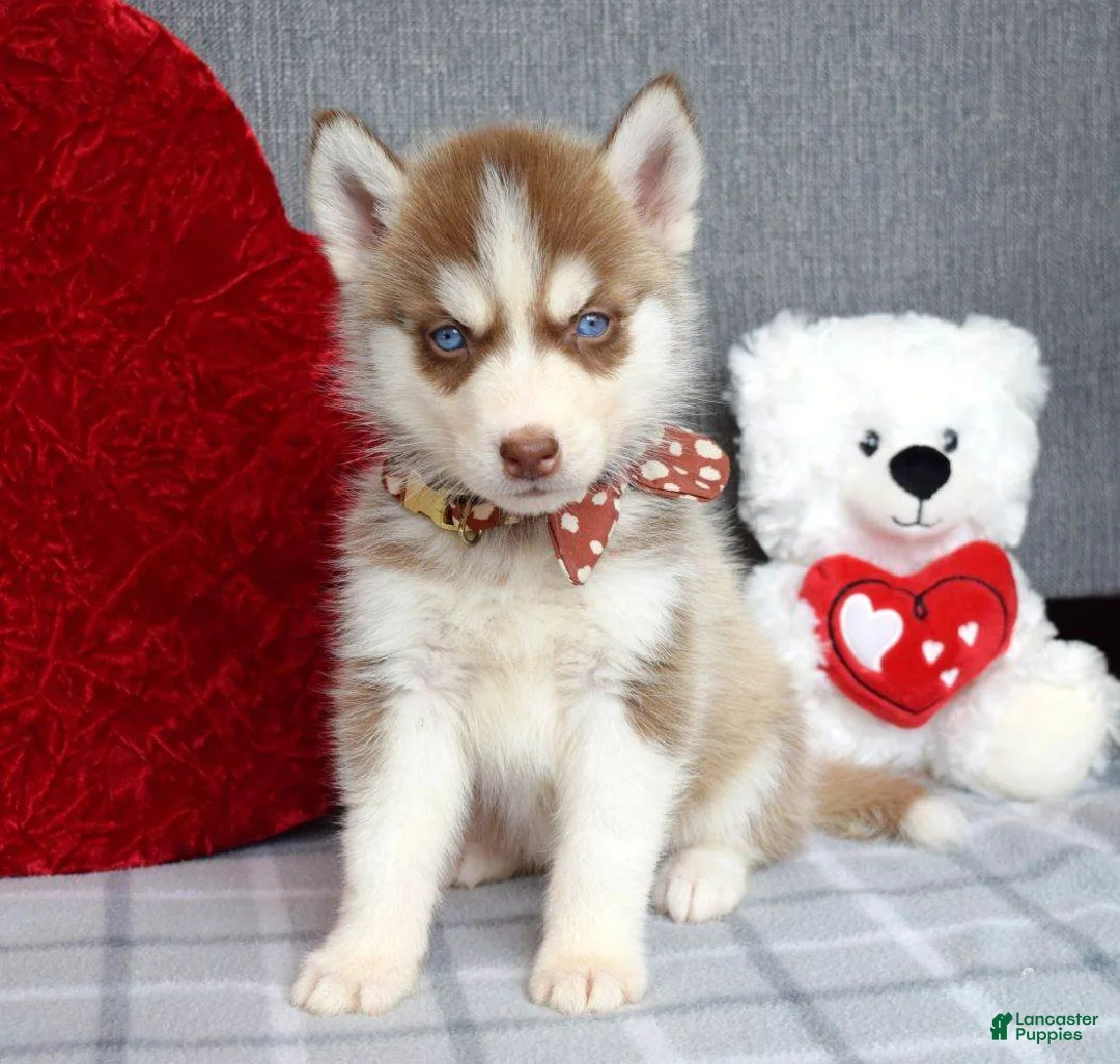 Siberian Husky dogs for sale: Cupid  - Ad 7