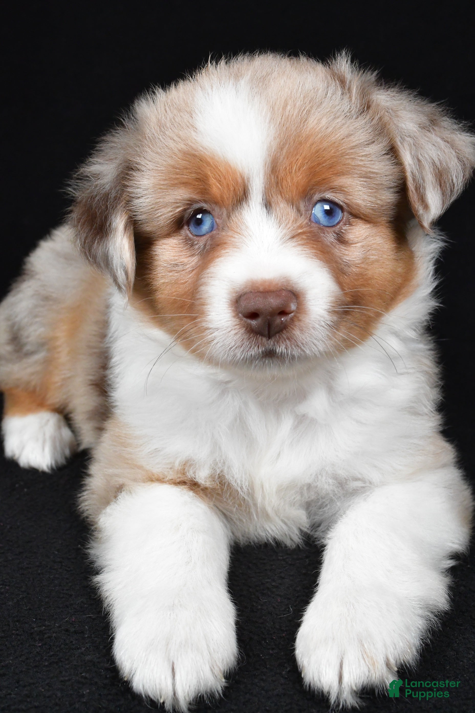 Miniature Australian Shepherd dogs Amber - Ad 1