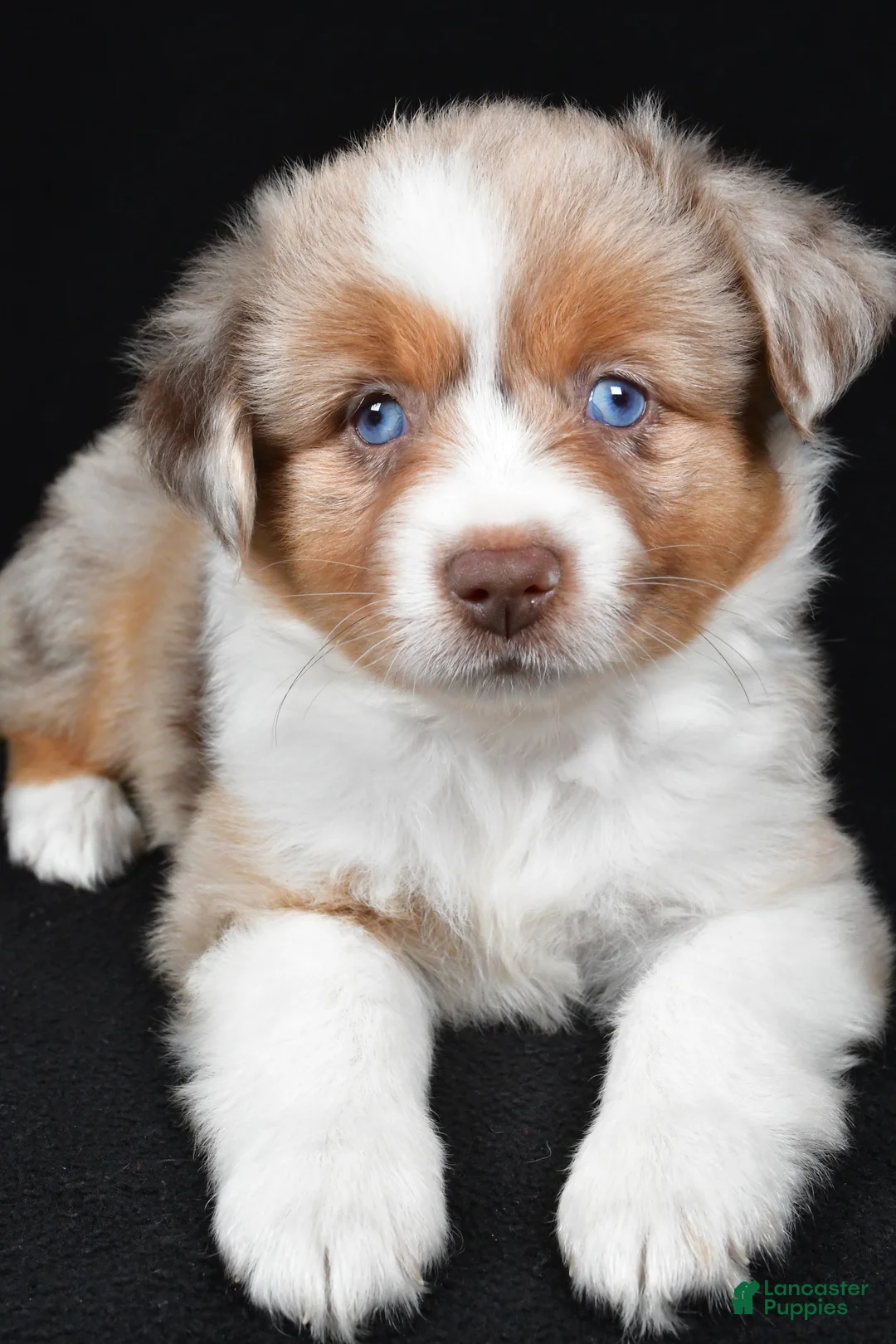 Miniature Australian Shepherd dogs for sale: Amber - Ad 1