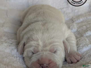 Cane Corso dogs Light Bue - Ad 10