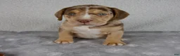 Beabull dogs for sale: Archie - Ad 6