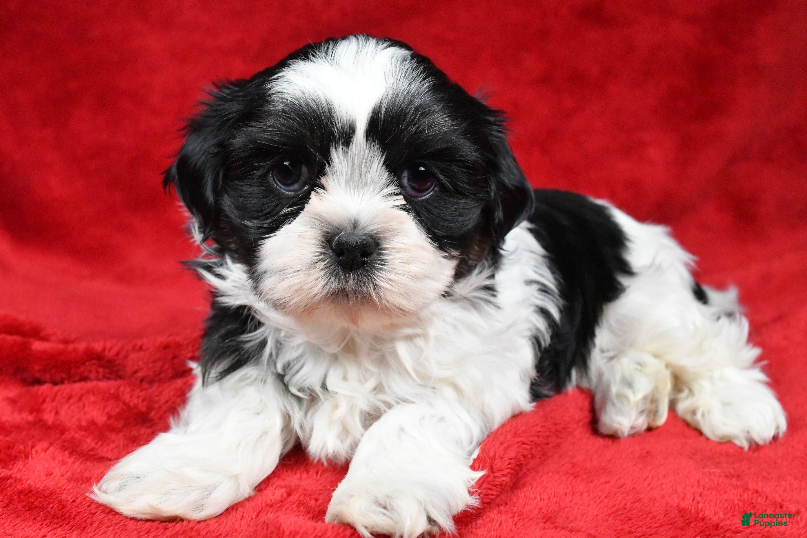 Shih Tzu dogs Ike - Ad 11