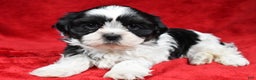 Shih Tzu dogs for sale: Ike - Ad 1