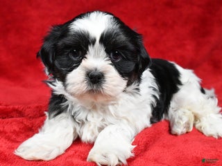 Shih Tzu dogs Ike - Ad 14