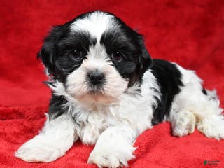 Shih Tzu dogs Ike - Ad 36