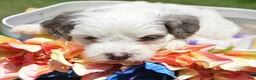 Bernedoodle dogs for sale: Brooke Bernedoodle 6 - Ad 5