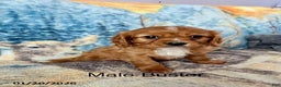 Cavalier King Charles Spaniel dogs for sale: Buster - Ad 1