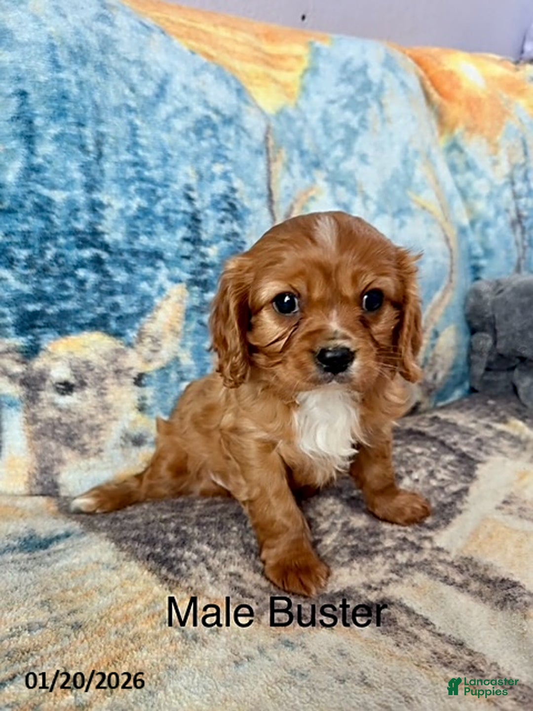 Cavalier King Charles Spaniel dogs for sale: Buster - Ad 1