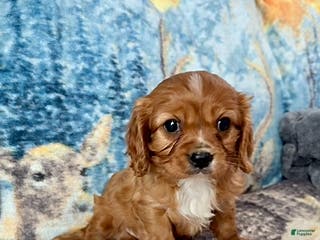 Cavalier King Charles Spaniel dogs Buster - Ad 34