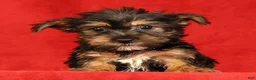 Yorkshire Terrier dogs for sale: Hailey - Ad 9