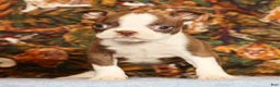 Boston Terrier dogs for sale: Pixie - Ad 8