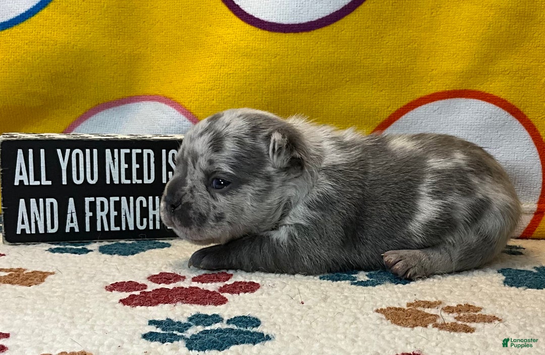 French Bulldog dogs for sale: Tracker - Ad 26