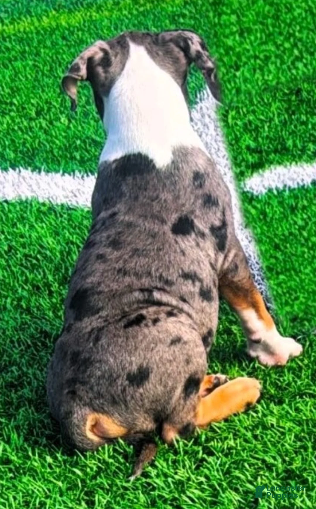 American Bully dogs for sale: "LUDACRIS" BLUE MERLE TRI COLOR - Ad 3