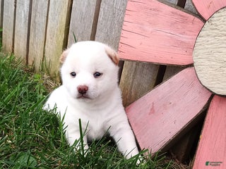 Shiba Inu dogs Rachel - Ad 18