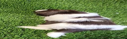 Shih Tzu dogs for sale: Shih Tzu 4 - Ad 2