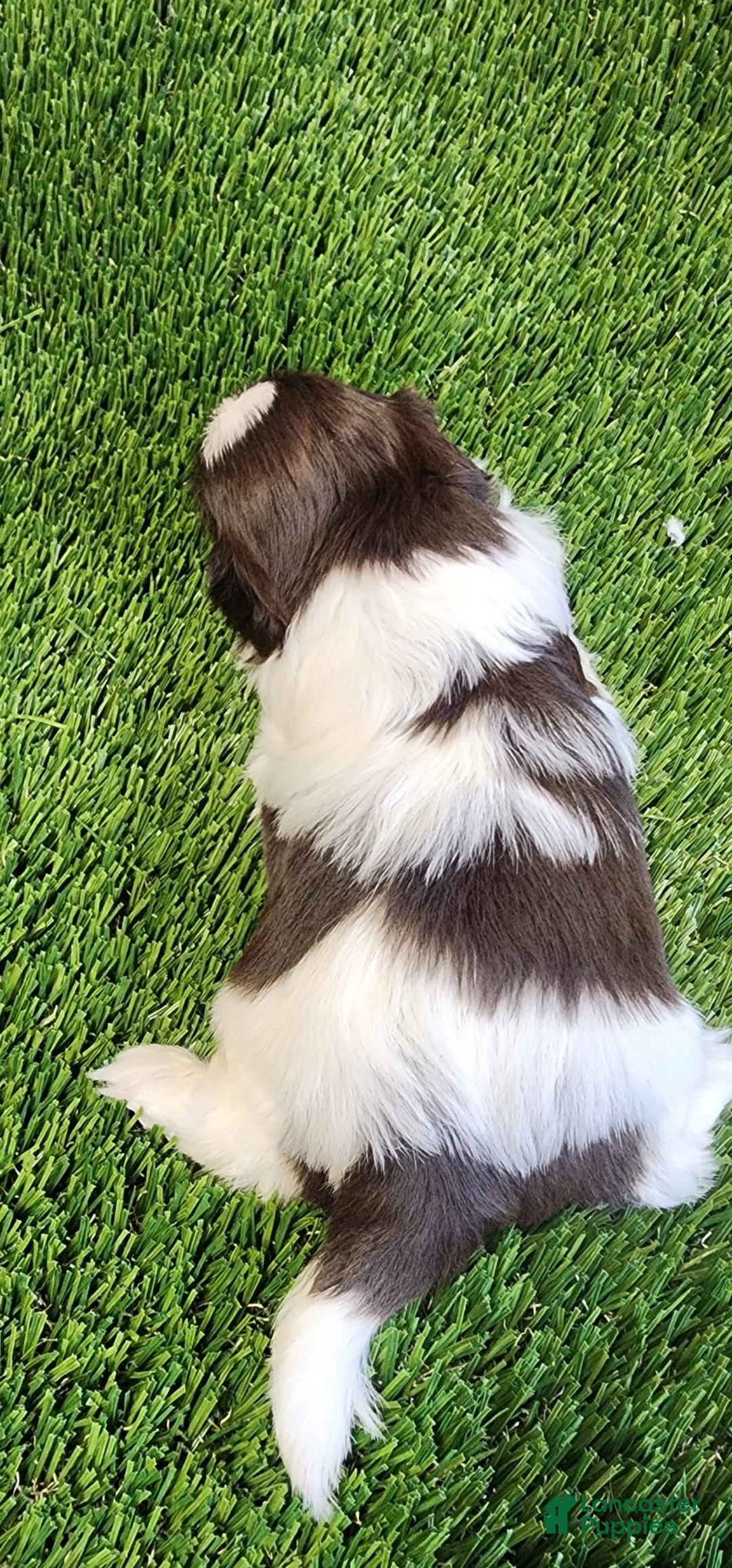 Shih Tzu dogs for sale: Shih Tzu 4 - Ad 2