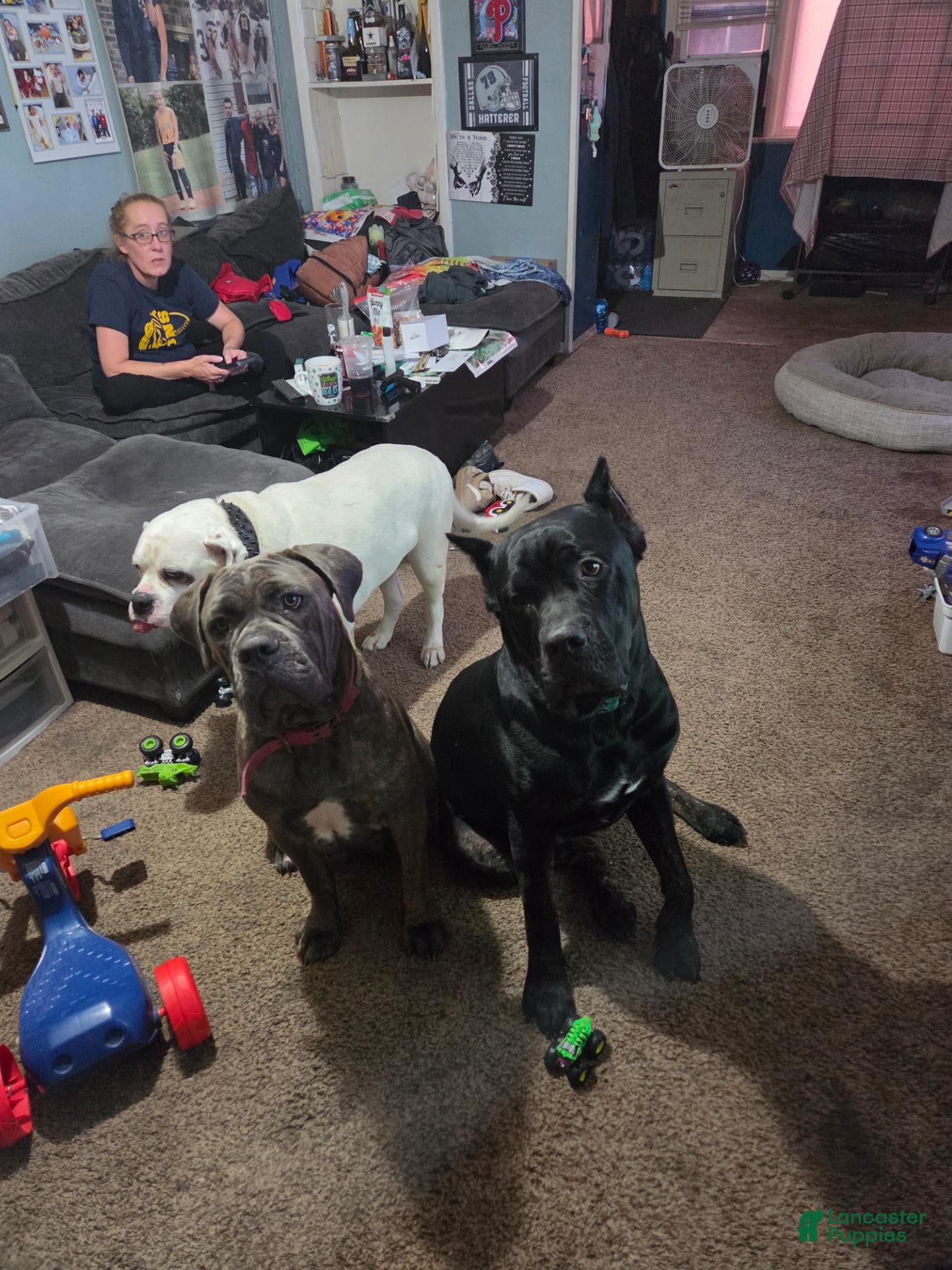Cane Corso dogs Cane Corso 1 - Ad 19