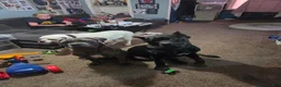Cane Corso dogs for sale: Cane Corso 1 - Ad 2