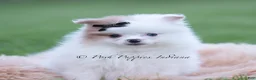 Pomeranian dogs for sale: Remi - Ad 1
