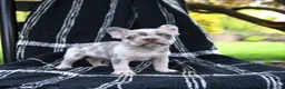 French Bulldog dogs for sale: Rolo - Ad 3