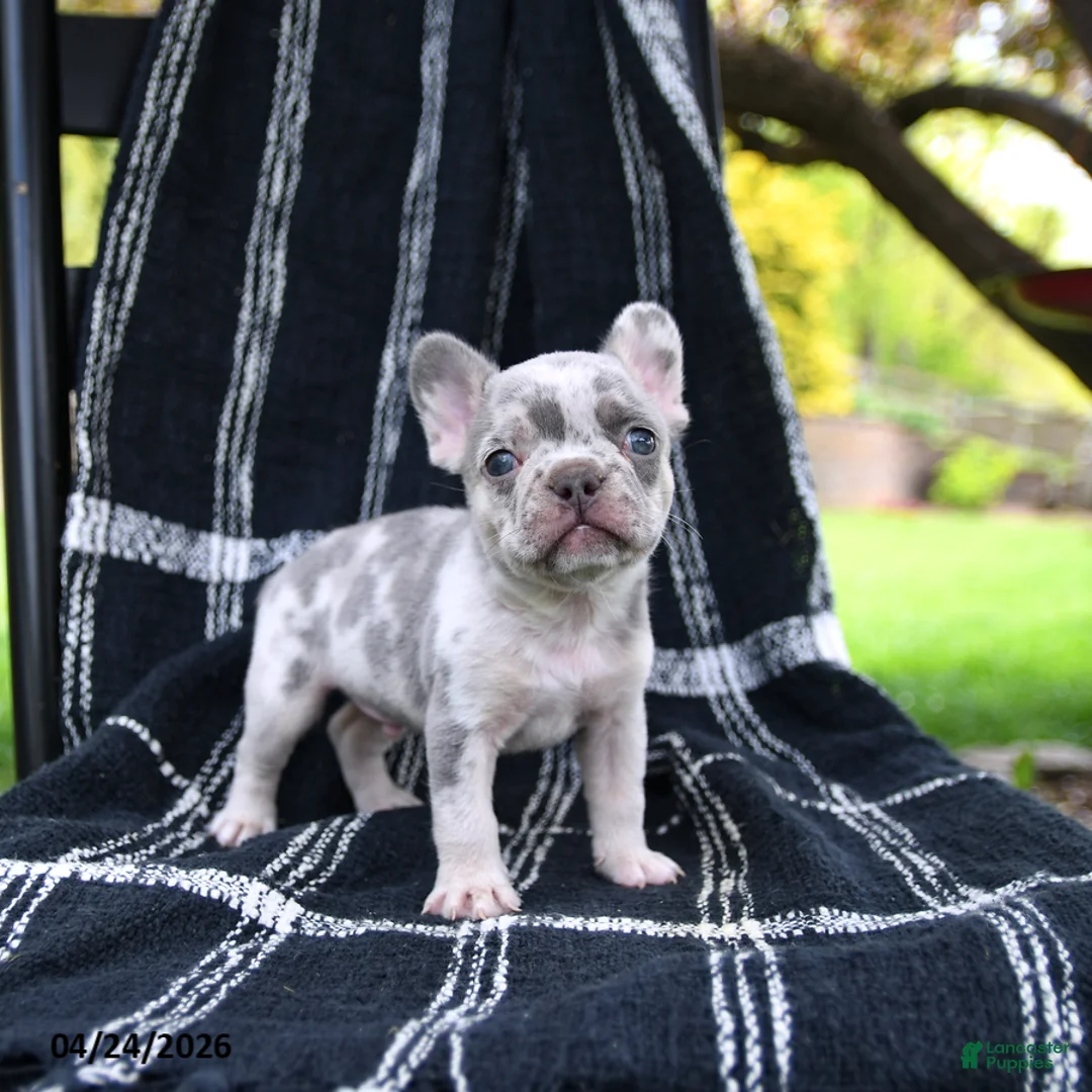 French Bulldog dogs for sale: Rolo - Ad 3