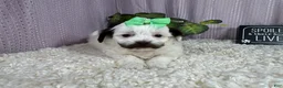 Shihpoo dogs for sale: Shihpoo 4 - Ad 3