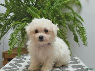 Bichon Frise dogs Sydney - Ad 34