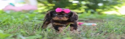 Cavalier King Charles Spaniel dogs for sale: Moch - Ad 5