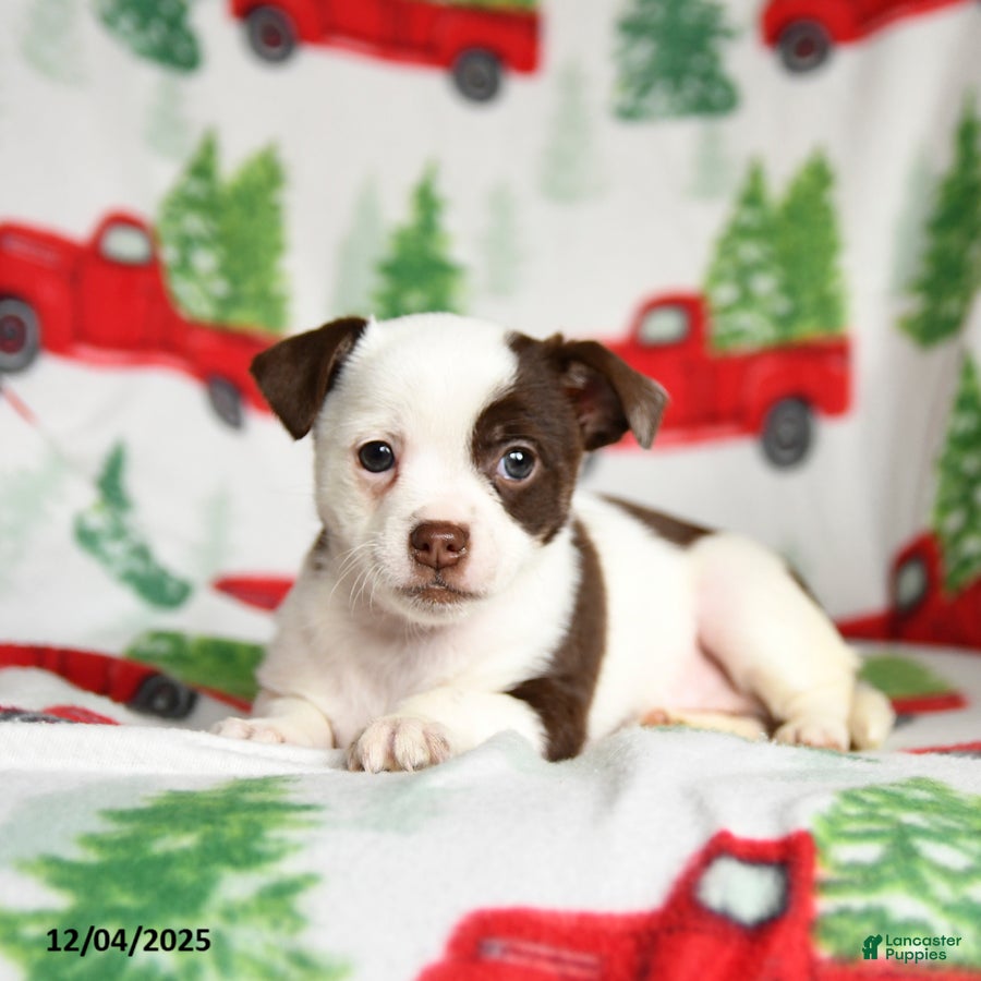 Chihuahua dogs Cookie - Ad 31