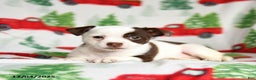 Chihuahua dogs for sale: Cookie - Ad 1