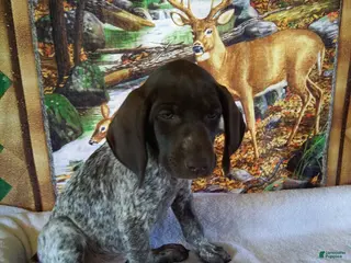 German Shorthaired Pointer dogs for sale: German Shorthaired Pointer 2 - Ad 2