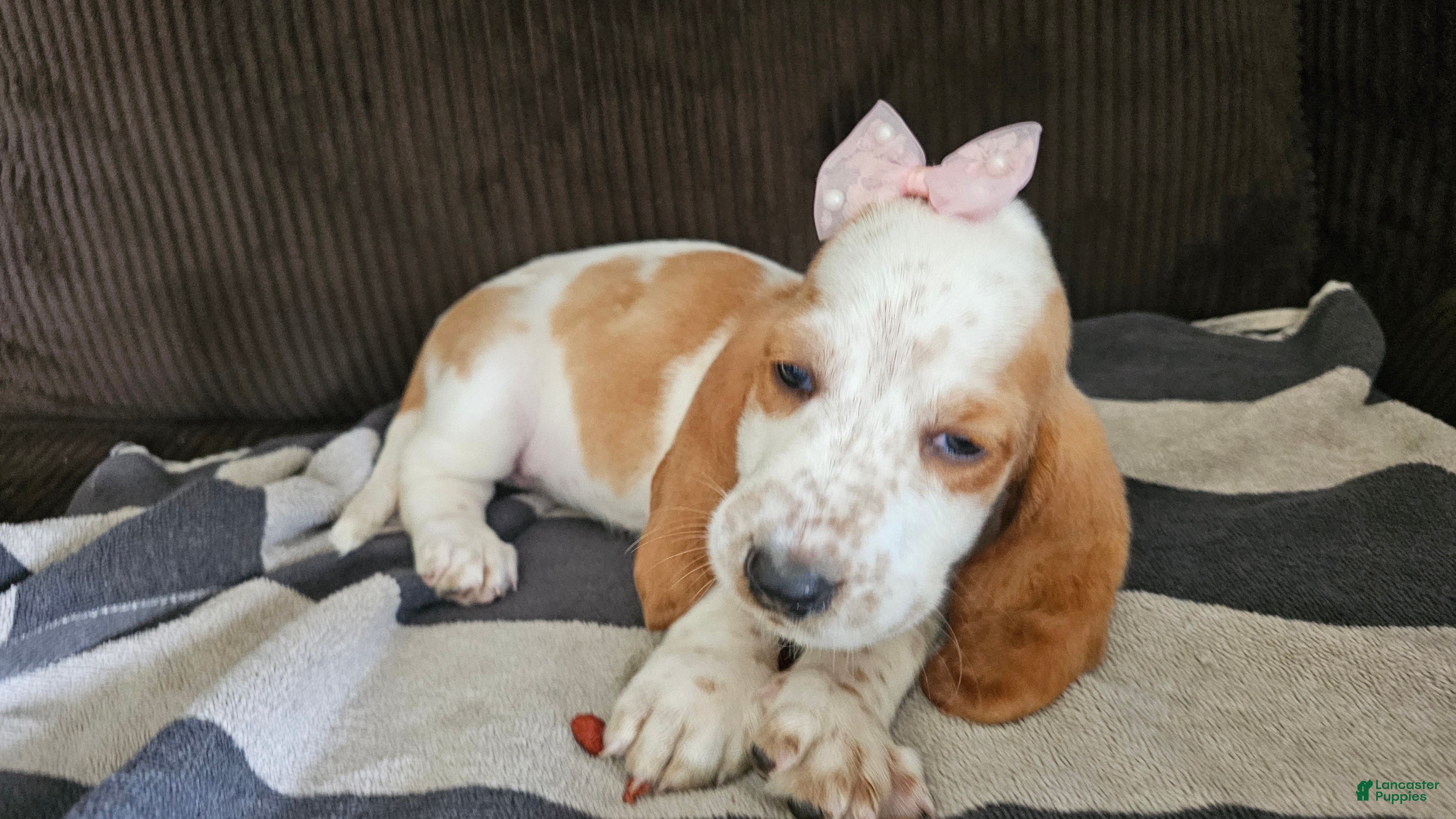 Basset Hound dogs Basset Hound 3 - Ad 8