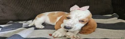 Basset Hound dogs for sale: Basset Hound 3 - Ad 4